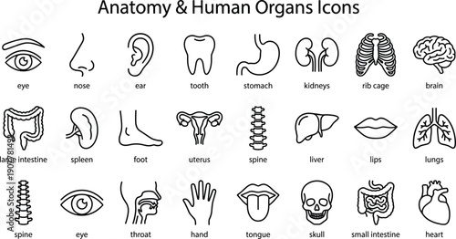 Human anatomy and organ icon vector set, simplified medical line drawings of body parts and internal organs for healthcare design