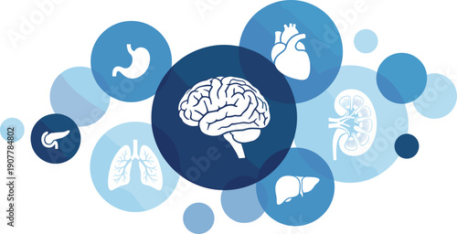 Human organ anatomy vector illustration set, abstract medical design with brain, heart, lungs, stomach, kidneys, liver, and pancreas