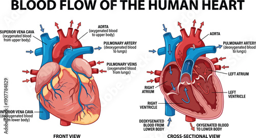 Human heart blood flow vector illustration, labeled medical diagram showing oxygenated and deoxygenated pathways with atria, ventricles, and vessels