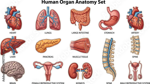 Human organ anatomy vector illustration set, labeled medical diagram showing heart, lungs, brain, liver, stomach, kidneys, and reproductive systems