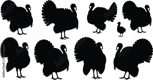 Collection of black turkey silhouettes featuring male tom turkeys in various standing poses and a small chick isolated on white background for Thanksgiving designs