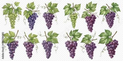 Set of ripe green and purple grapes with leaves and tendrils, watercolor illustration.