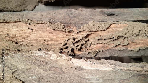 Close-up of Rotten Wood Damaged by Termites and Weathering, Natural Texture of Decayed Timber for Construction and Nature Background