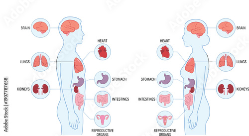 Male and female anatomy vector illustration, labeled medical diagram showing brain, heart, lungs, stomach, kidneys, intestines, and reproductive organs