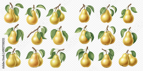 Collection of fresh yellow pears with green leaves on branches, realistic vector illustration set.