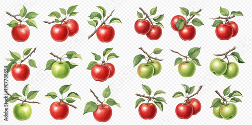 Set of fresh red and green apples on branches with leaves, isolated on transparent background.