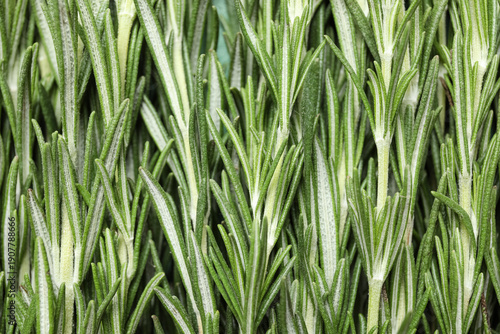 Foto Fresh rosemary as background, closeup
