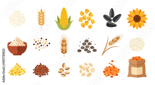 Variety of grains and seeds isolated on white