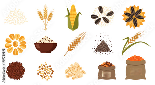 Variety of grains and seeds isolated