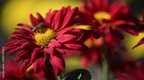 Bee Pollinating Red Chrysanthemum Flower
