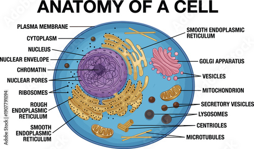 Anatomy of a cell vector illustration, labeled biology diagram showing nucleus, mitochondria, ribosomes, endoplasmic reticulum, Golgi apparatus, and organelles