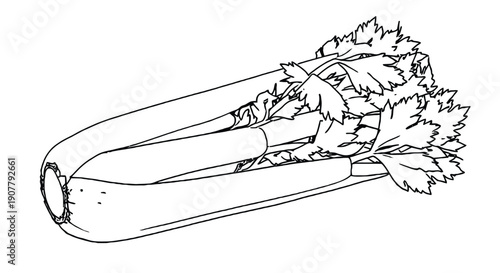 Line drawing of a celery stalk with crisp, leafy tops. The detailed black outlines emphasize its natural texture and organic shape, conveying a fresh feel.