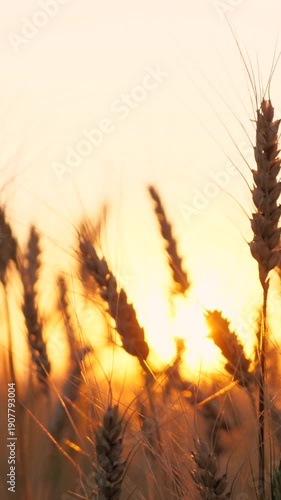 Golden dry wheat field stems with grains silhouette at bright sun sunset sunrise dusk sky horizon closeup. Autumn rye meadow natural plant at picturesque sunny light fall seasonal countryside harvest