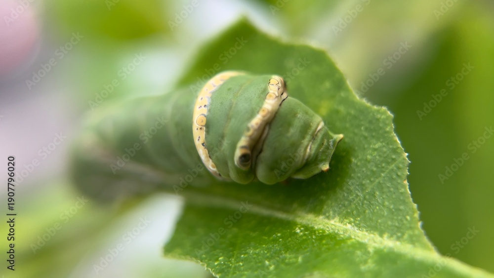Fototapeta premium A green caterpillar on a lime tree is commonly found feeding on citrus leaves. Its bright green color helps it blend with the foliage, making it well adapted to its natural environment. This insect is