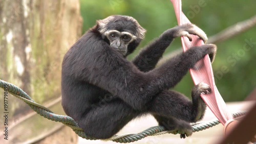 Black Gibbon Ape Sitting on a Rope in a Zoo Enclosure