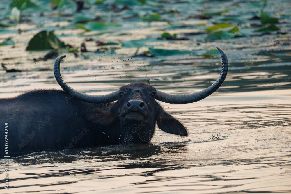 Obraz premium buffalo in water