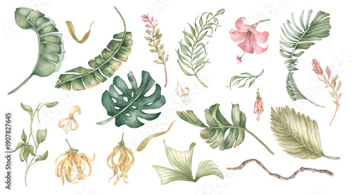 Watercolor tropical plant collection isolated on white. Exotic leaves, palm fronds, flower, branch set for summer vacation and hawaii style. Botanical elements clipart for design. Monstera hand drawn.