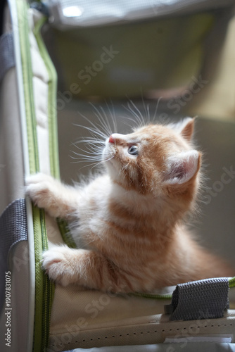 キャリーバックに入っている仔猫