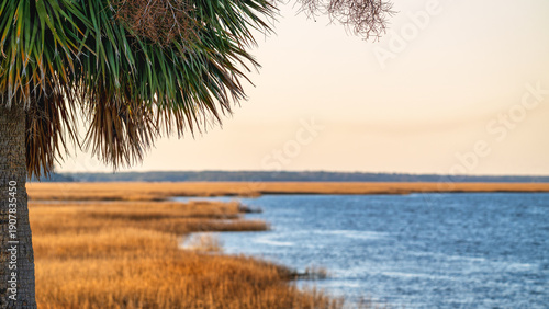 Quiet waterfront with palm tree near marsh at dusk in a coastal area