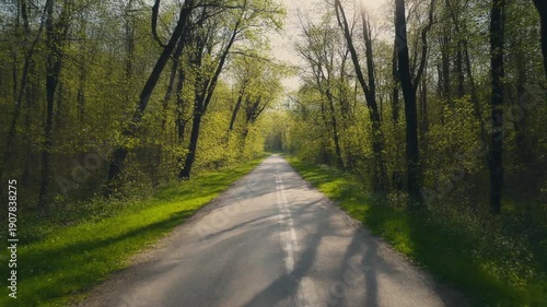 新緑の木々に囲まれた静かな春の田舎道を描いた映像です。
枝の間から差し込む柔らかな日差しが穏やかな空気感を演出します。
カメラは中央構図でゆっくりと前進し、落ち着いたシネマ表現に。