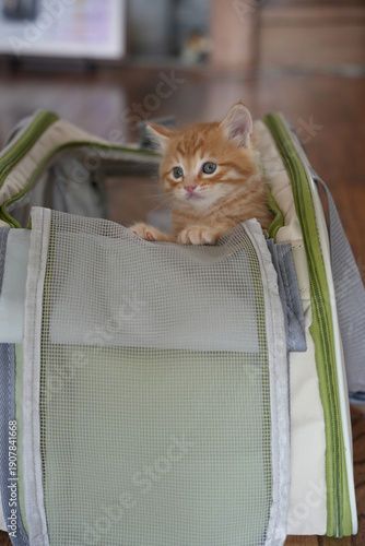 キャリーバックに入っている仔猫