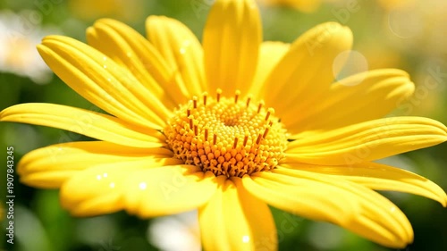 Wallpaper Mural Close Up Of A Yellow Daisy Flower With Pollen And Sun Flare Torontodigital.ca