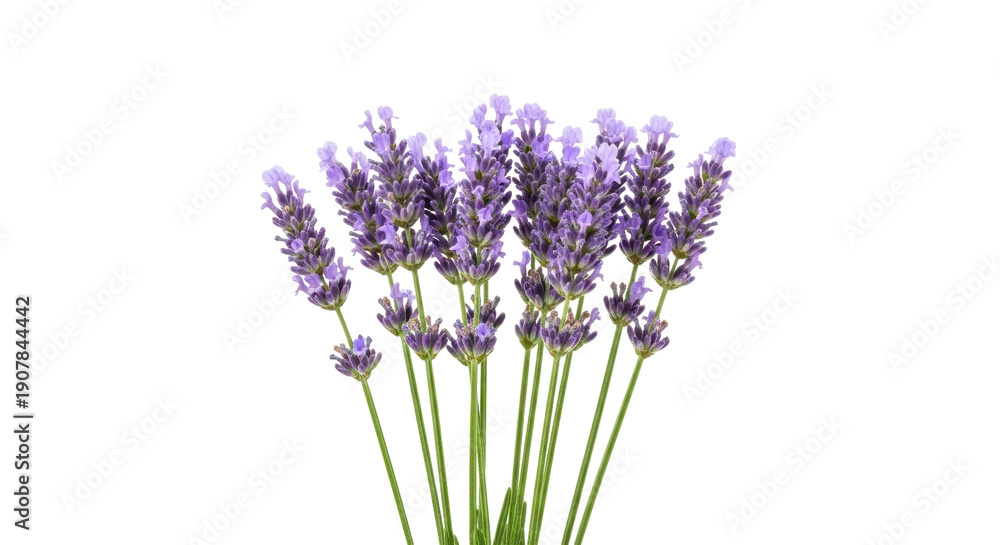 Obraz premium Fragrant purple lavender flowers isolated PNG, aromatic bunch of blossoms on transparent background for aromatherapy and herbal medicine concepts