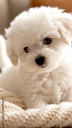Adorable white puppy with f fur looking directly at the camera with its dark