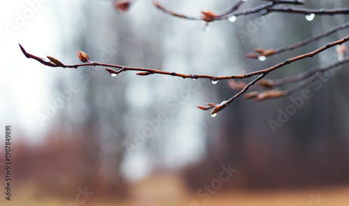 Tree branch with buds and raindrops on a blurred spring background as a symbol of renewal freshness and anticipation of growth