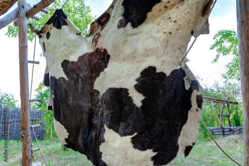 The skin of an animal stretched over a wooden frame for the purpose of traditional processing