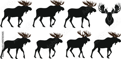 Moose silhouette vector set featuring standing poses and head emblem, black wildlife illustration for forest animal logo, nature design, hunting graphics collection