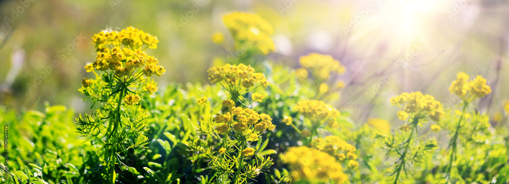 Obraz premium Yellow wild flowers on a spring meadow illuminated by soft sunlight natural bloom freshness harmony and calm