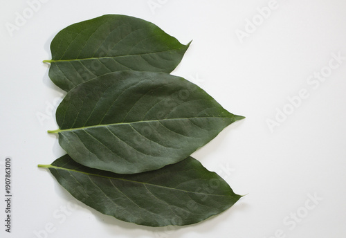 close up Persimmon leaf isolated white background.