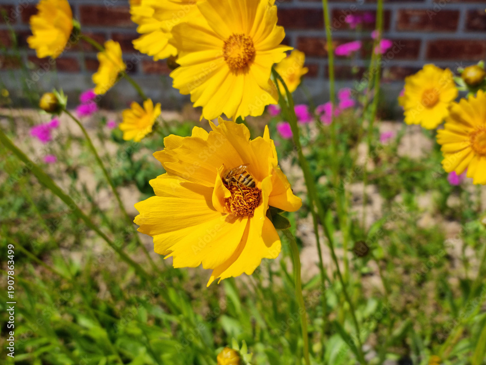 Obraz premium Golden-Wave flower on nature background