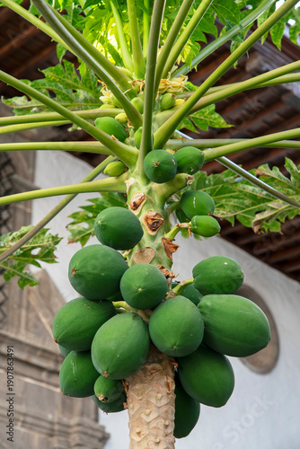 Mango tree with fresh fruits