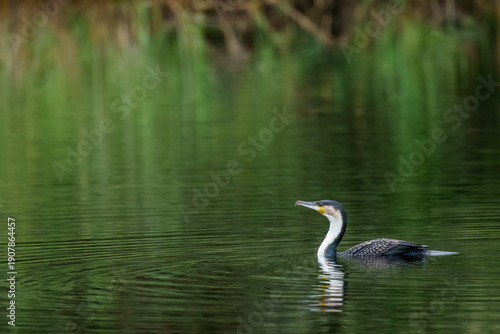 White-breasted cormorant (Phalacrocorax carbo lucidus), a subspecies of the great cormorant, in the Touws River. Ebb and Flow Camp, Garden Route National Park, Wilderness, Western Cape, South Africa.