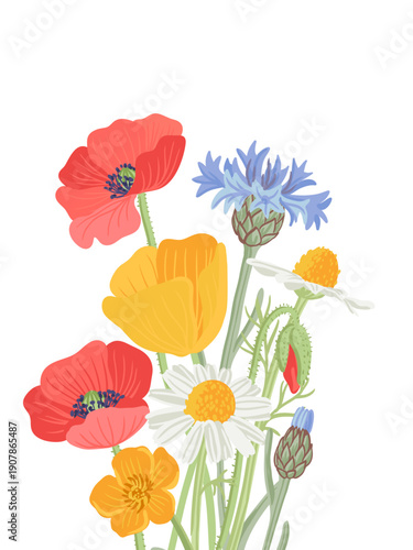 composition with field flowers, vector drawing wild plants at white background, floral backdrop, golden and red poppies, blue cornflowers and daisies, hand drawn botanical illustration