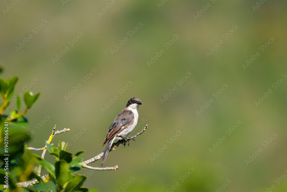 Obraz premium A fiscal flycatcher (Sigelus silens), a small passerine Old World flycatcher, perched alert on branch at Ebb and Flow Camp, Garden Route National Park, Wilderness, Western Cape, South Africa.