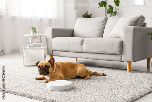 Cute french bulldog lying n...