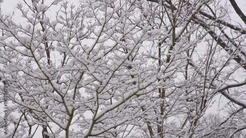 Wallpaper Mural Fresh Snow Covering Trees in a Quiet City Park Torontodigital.ca