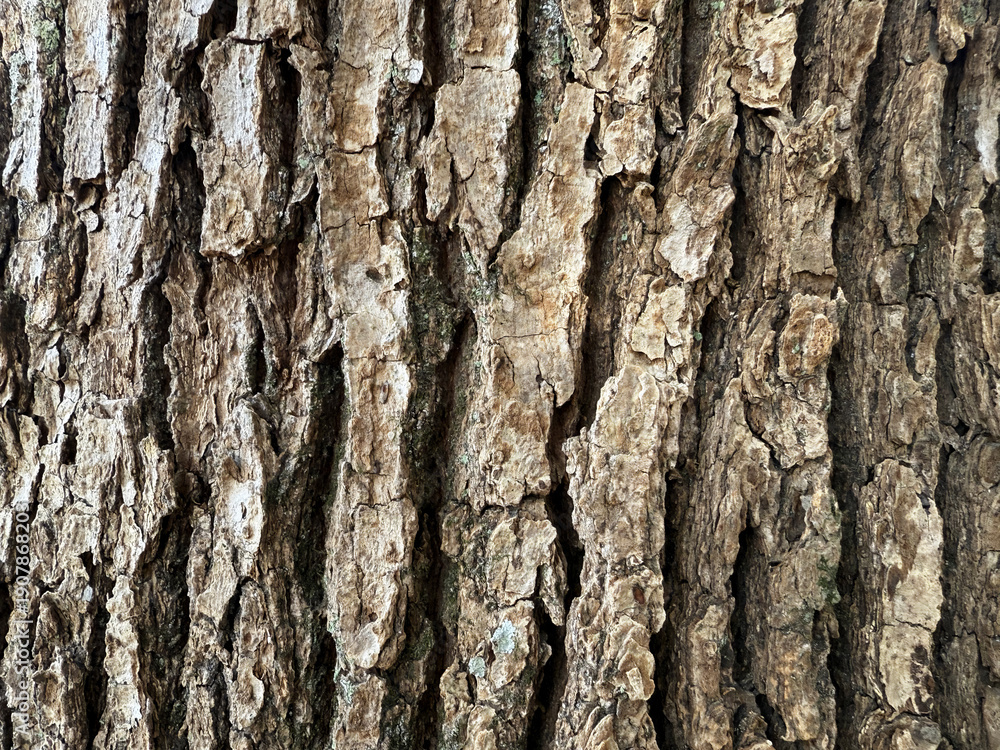 Obraz premium Rough tree bark texture background, natural wood pattern