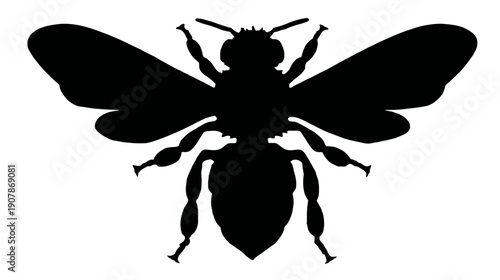 A silhouette of an insect with wings and body details on a white background