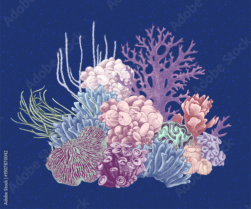 Hand drawn coral reef. Underwater life sketch