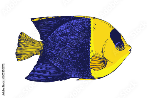 Bicolor angelfish hand drawn vector