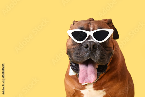 Cute boxer dog in sunglasse...