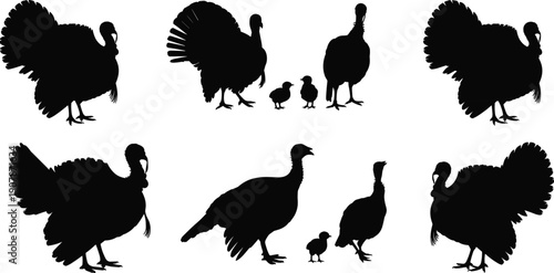 Collection of black turkey bird silhouettes including domestic poultry and wild animals isolated on white background for Thanksgiving holiday celebration and harvest festival designs