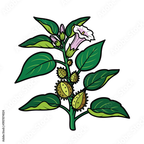 A detailed botanical illustration of a flowering plant with green leaves and seed pods from a front viewpoint