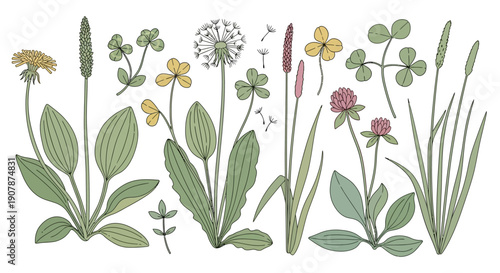 Collection of Wildflowers and Weeds: Dandelions, Clover, Plantain, Grasses