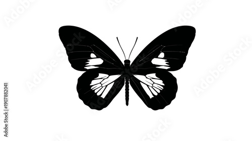 Black and white symmetrical illustration of a butterfly with detailed wing patterns against a white background
