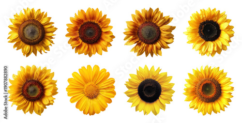 PNG Vibrant sunflowers isolated collection on transparent background